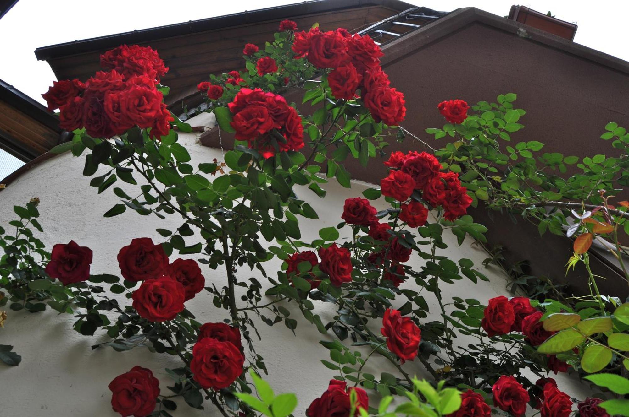 Hosteria Catalana Bossòst Esterno foto